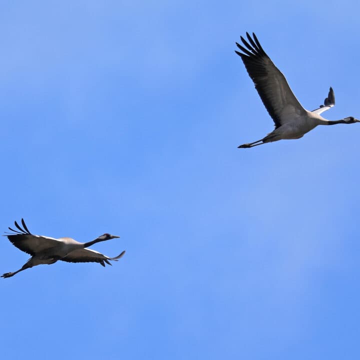 flygande fåglar