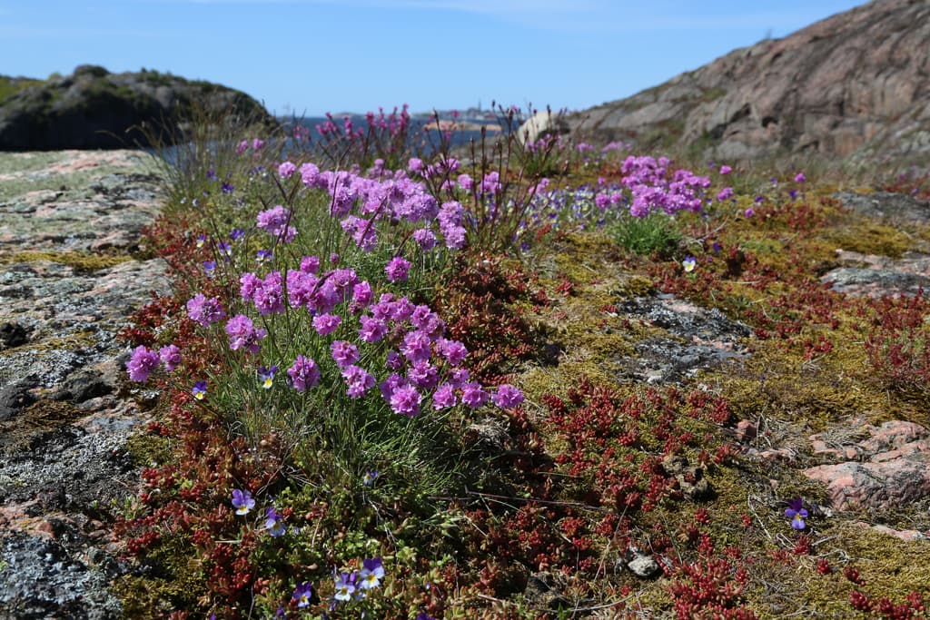 bohuslänska klippor